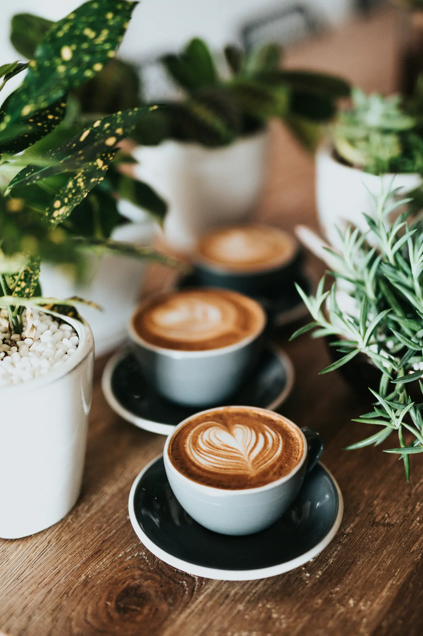 Three lattes with heart art on a wooden table with plants